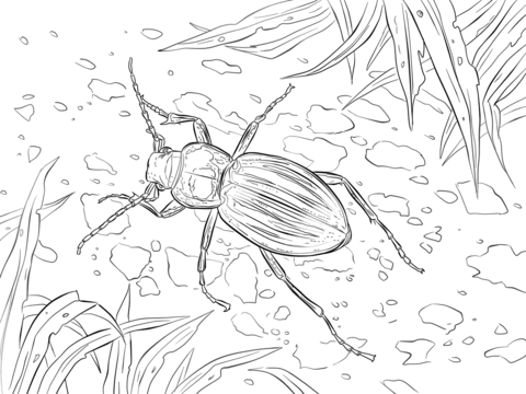 Golden Ground Beetle Coloring Page